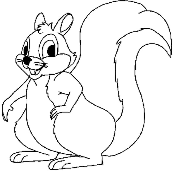 comment dessiner écureuil