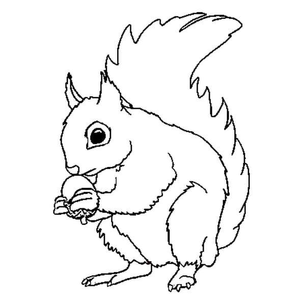 👍 comment dessiner écureuil