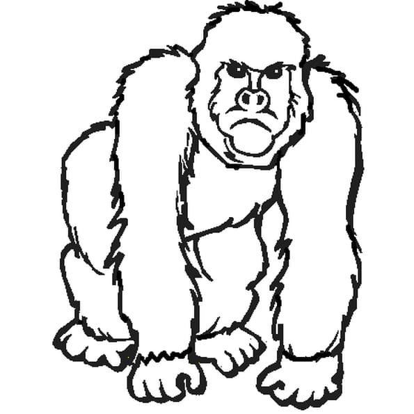 gorille profil