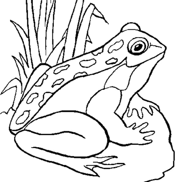 coloriage de grenouille - Série 1 de coloriages de grenouilles et têtards Tête à 