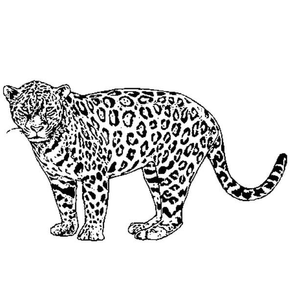 Jaguar on Jaguar   Coloriage Jaguar En Ligne Gratuit A Imprimer Sur Coloriage Tv