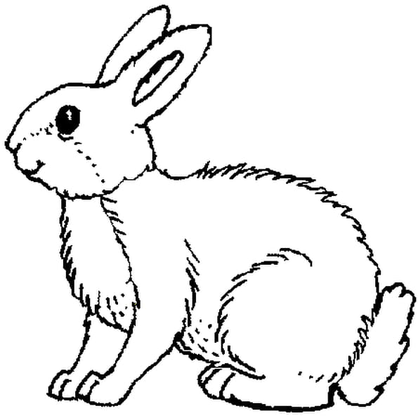 Dessin de lapin Apprenez à vos enfants comment dessiner dessin simple pour 