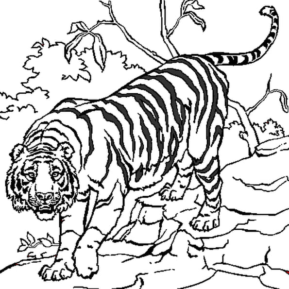 Coloriage Tigre TFOU - coloriage tigre à imprimer