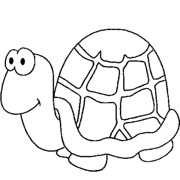 comment colorier une tortue